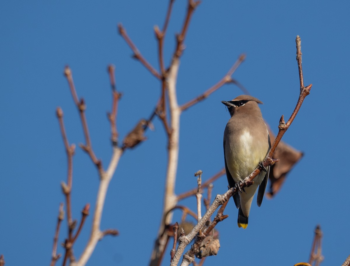 Cedar Waxwing - ML646480172
