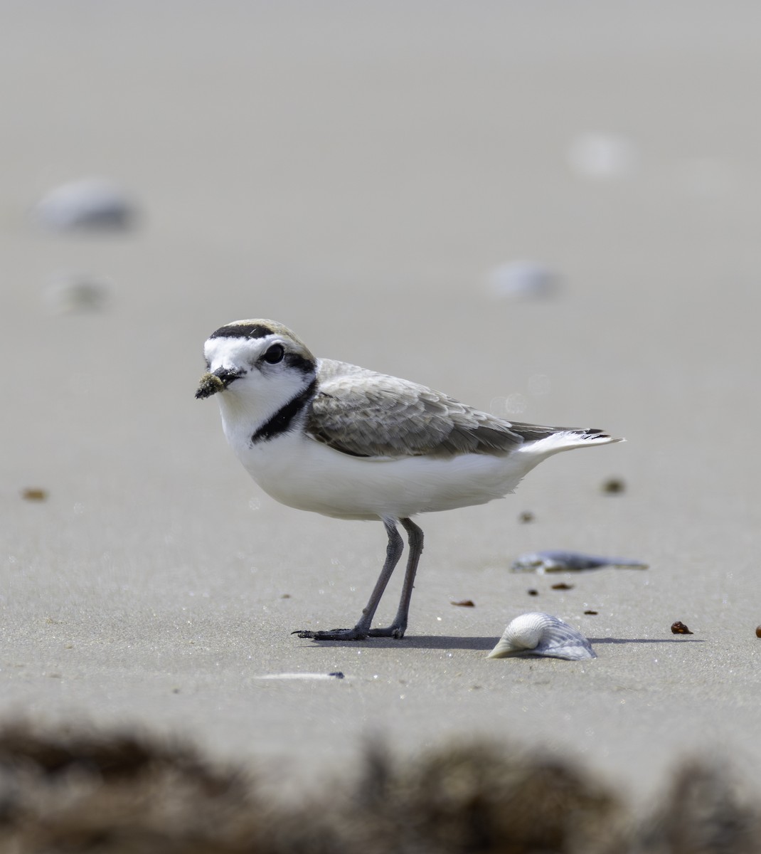Snowy Plover - ML646480173