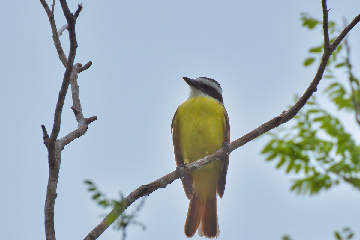 キバラオオタイランチョウ - ML646480174