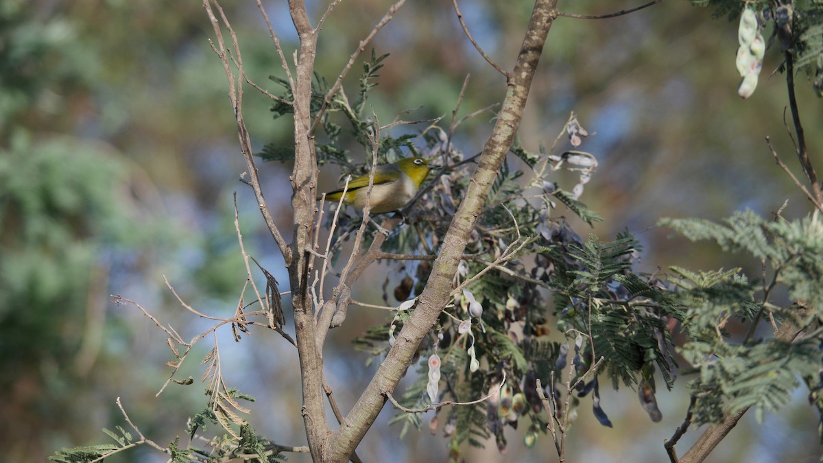 ハイムネメジロ - ML646480175