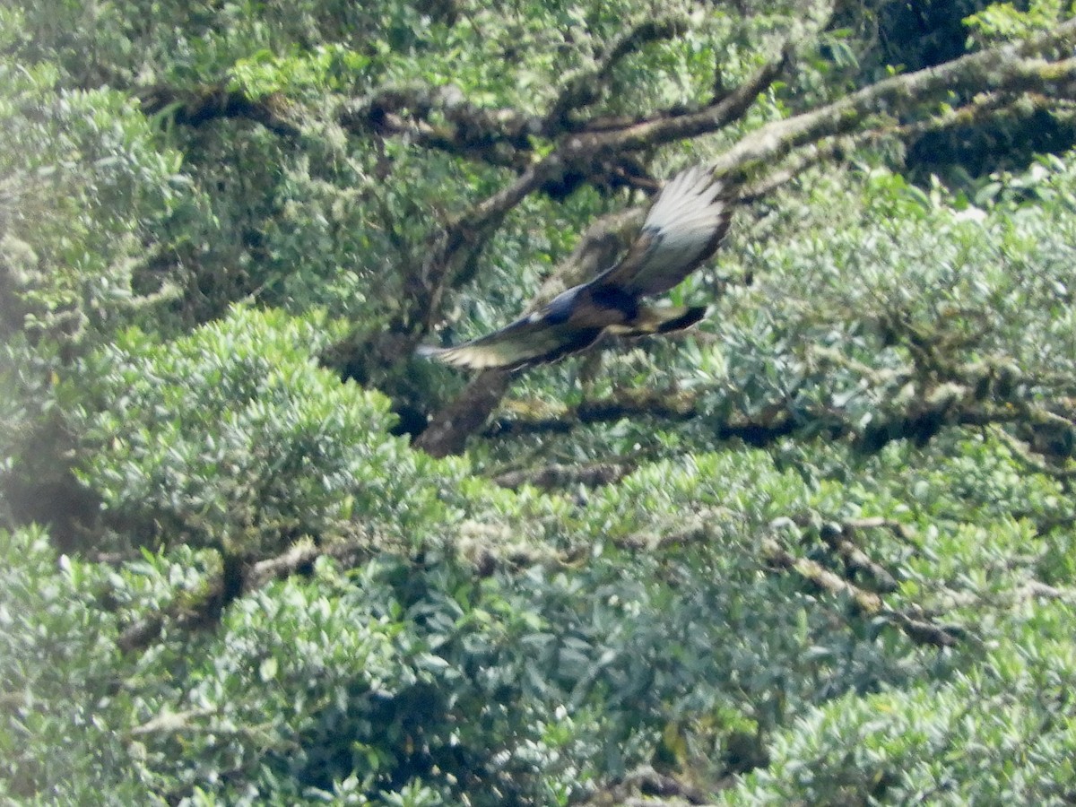 Black-and-chestnut Eagle - ML646480178
