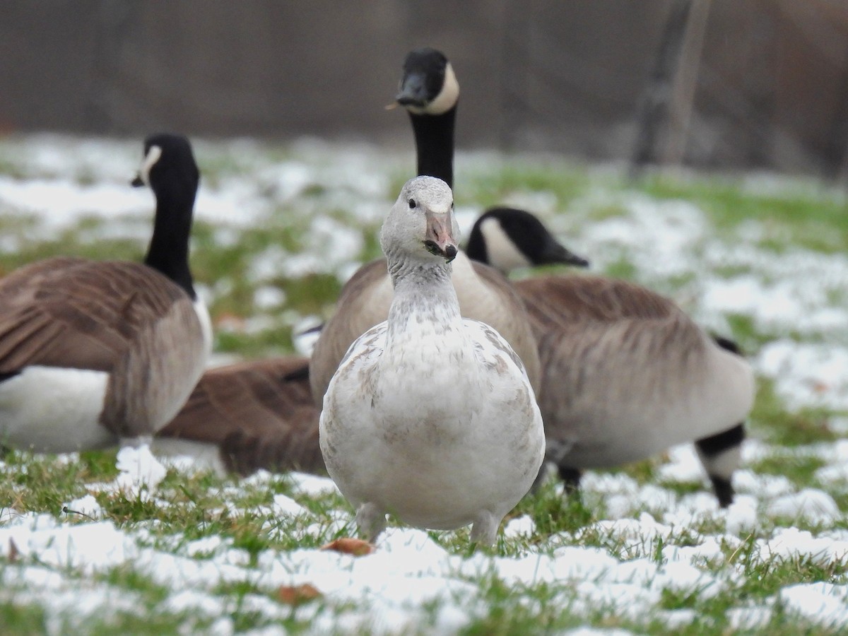 snøgås - ML646480180