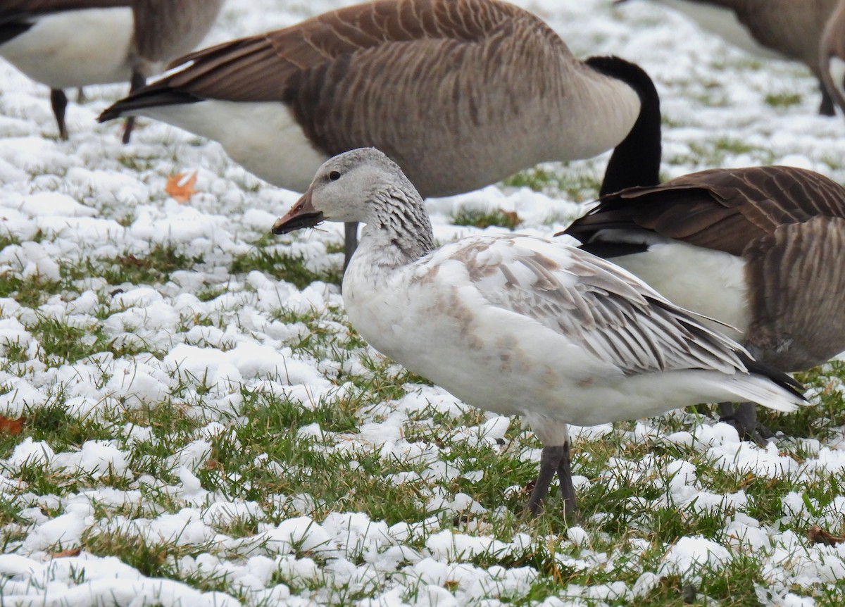 snøgås - ML646480181