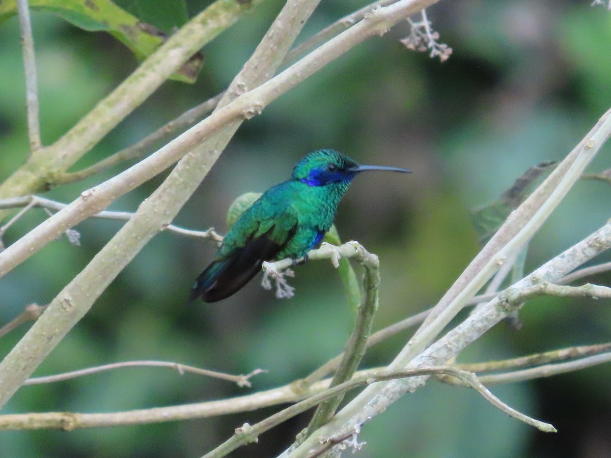 fiolørekolibri - ML646480182