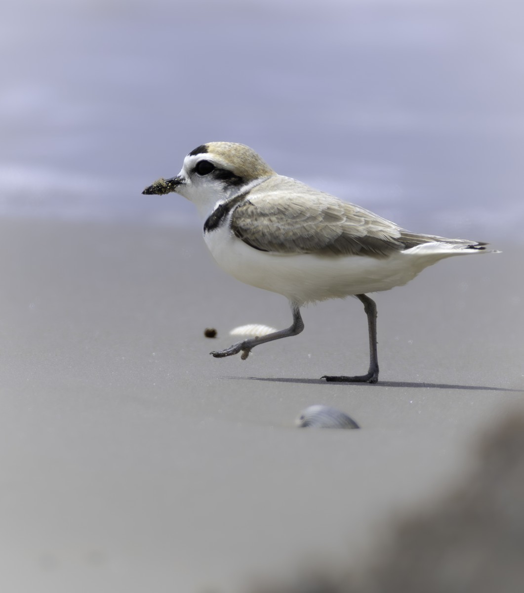 Snowy Plover - ML646480183