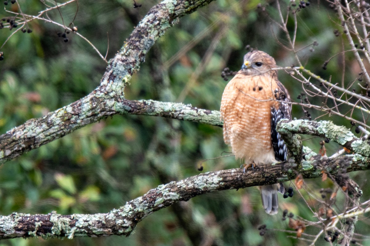 Red-shouldered Hawk - ML646480190