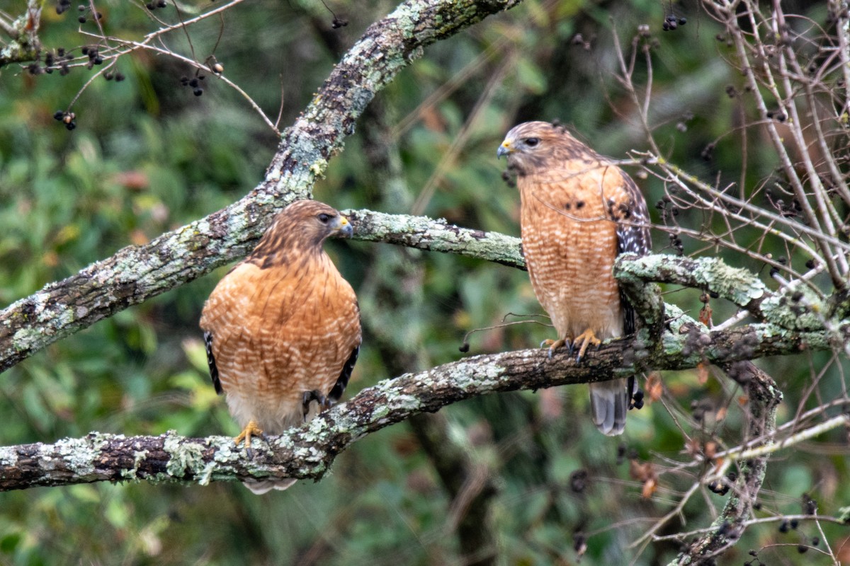 Red-shouldered Hawk - ML646480191