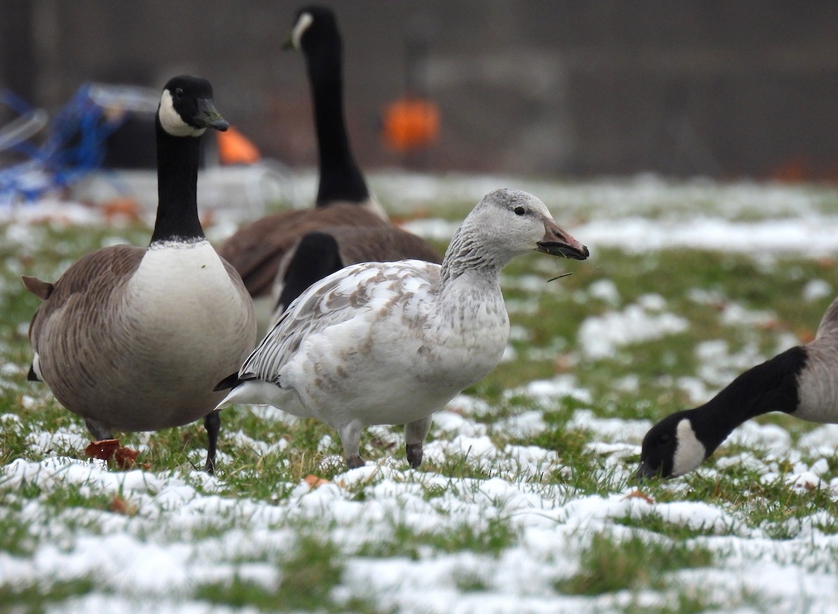 snøgås - ML646480192