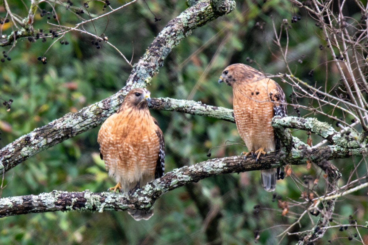 Red-shouldered Hawk - ML646480193