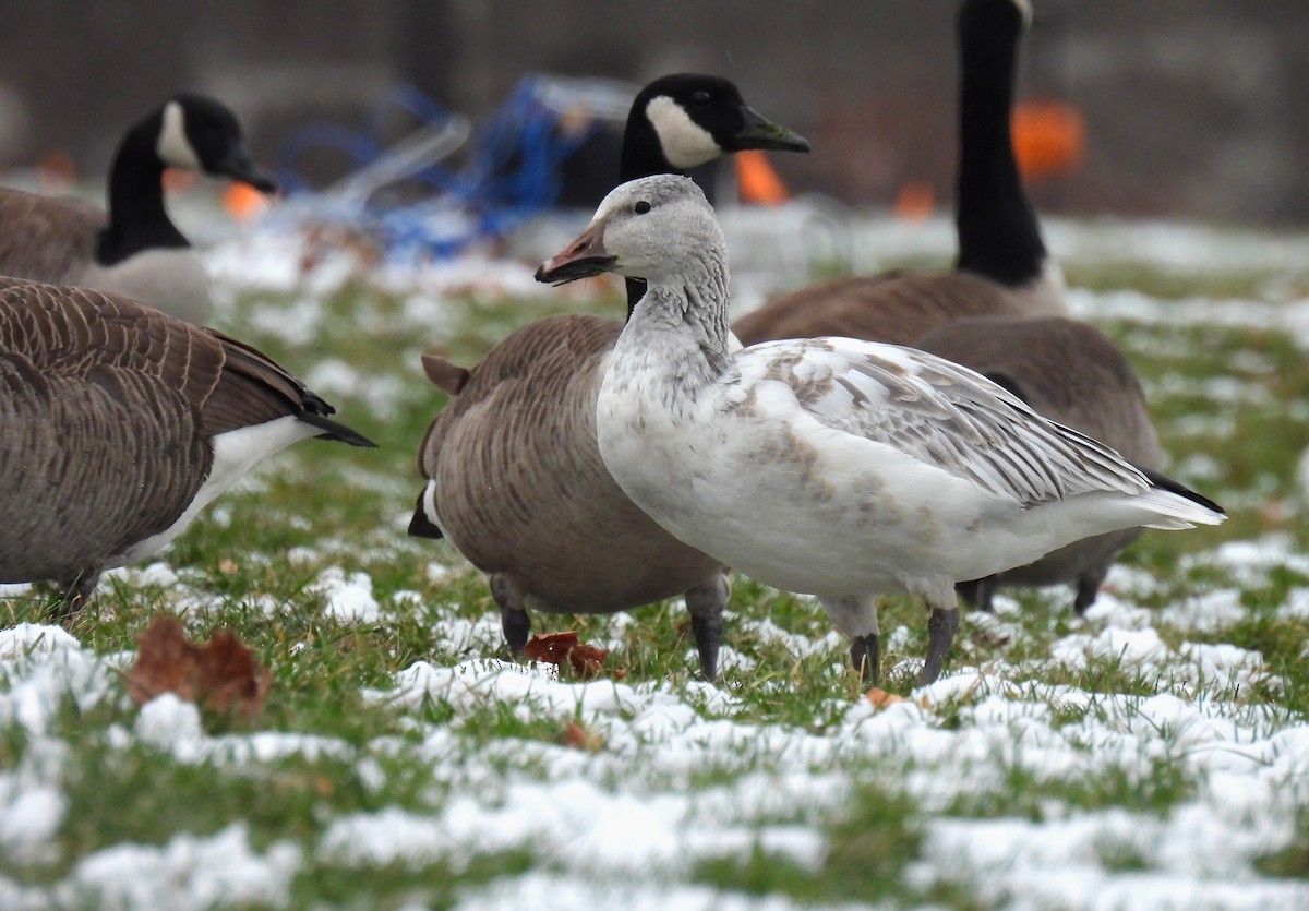 snøgås - ML646480194