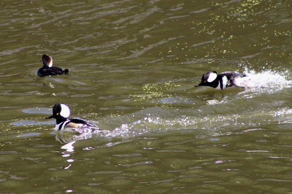 Hooded Merganser - ML646480195