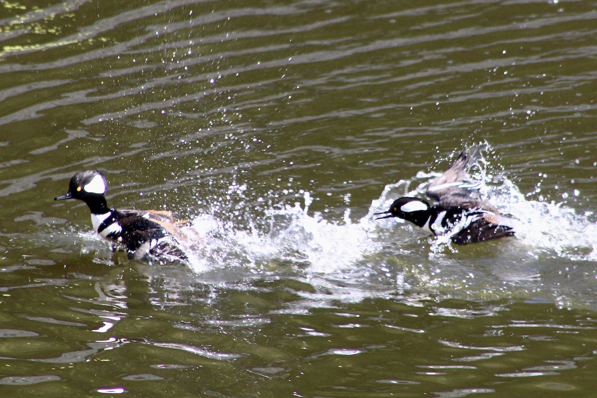 Hooded Merganser - ML646480198