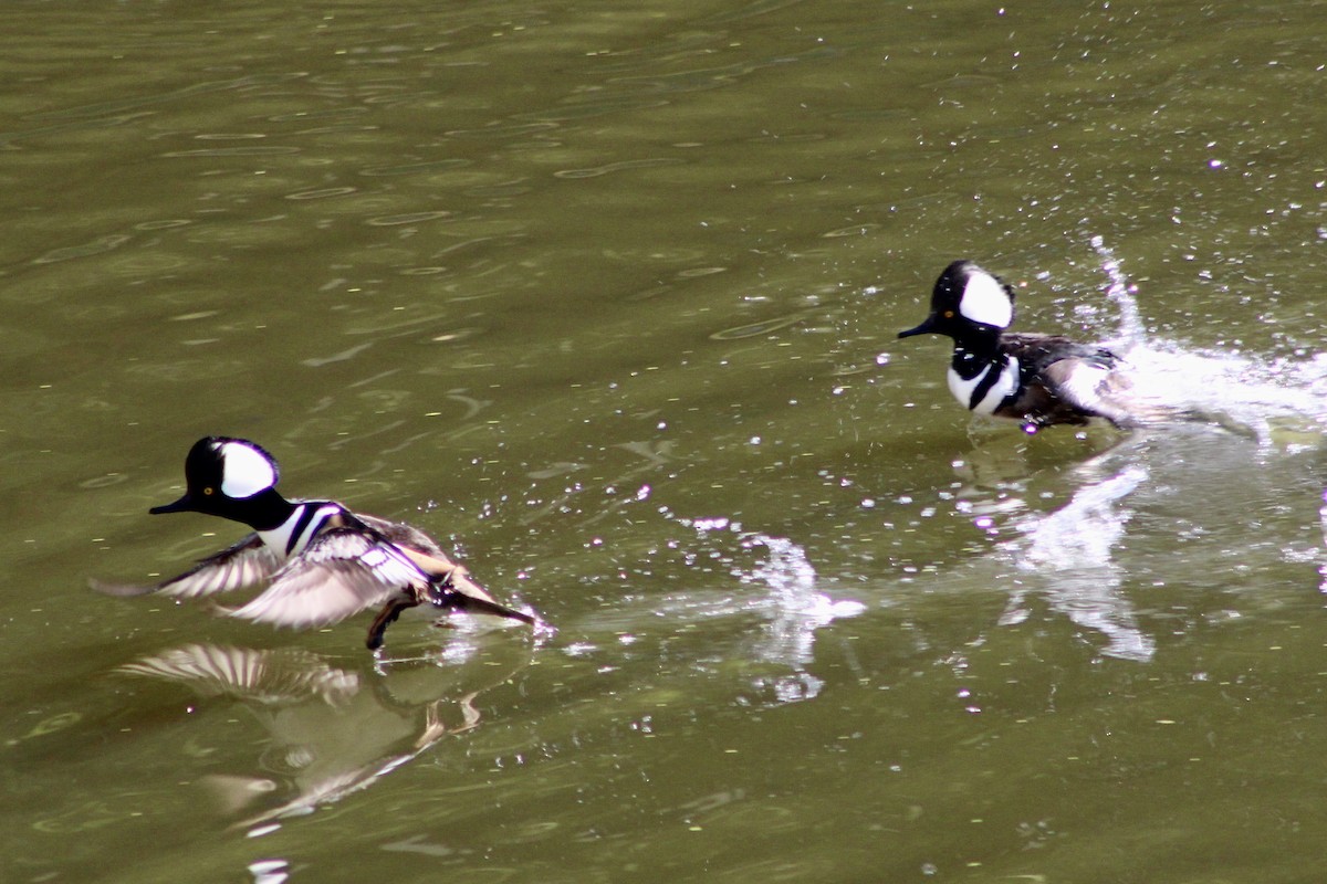 Hooded Merganser - ML646480199