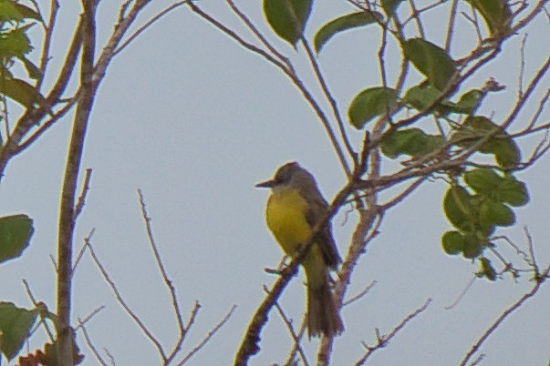 オリーブタイランチョウ - ML646480201