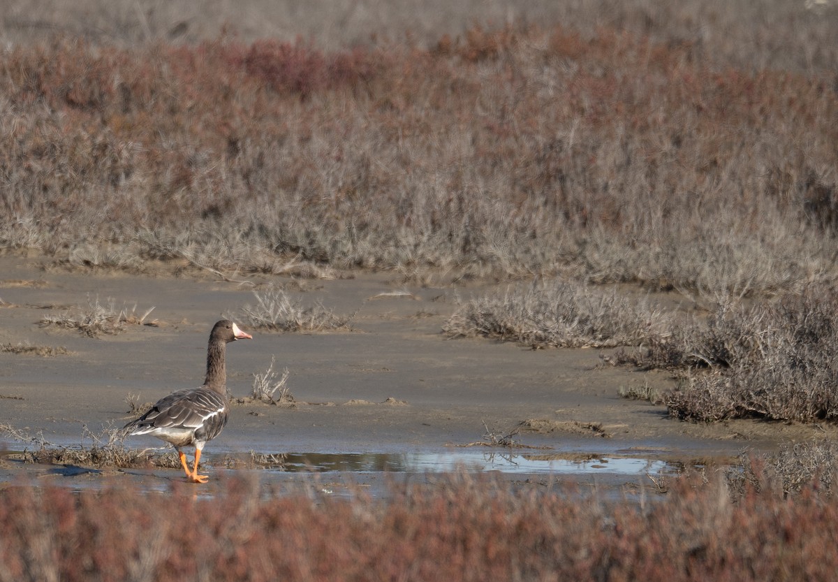 Greater White-fronted Goose - ML646480209