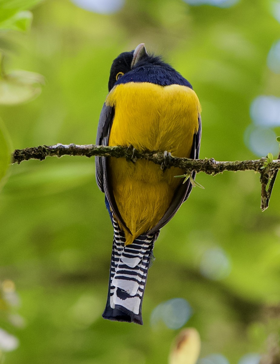 Gartered Violaceous Trogon - ML646480210