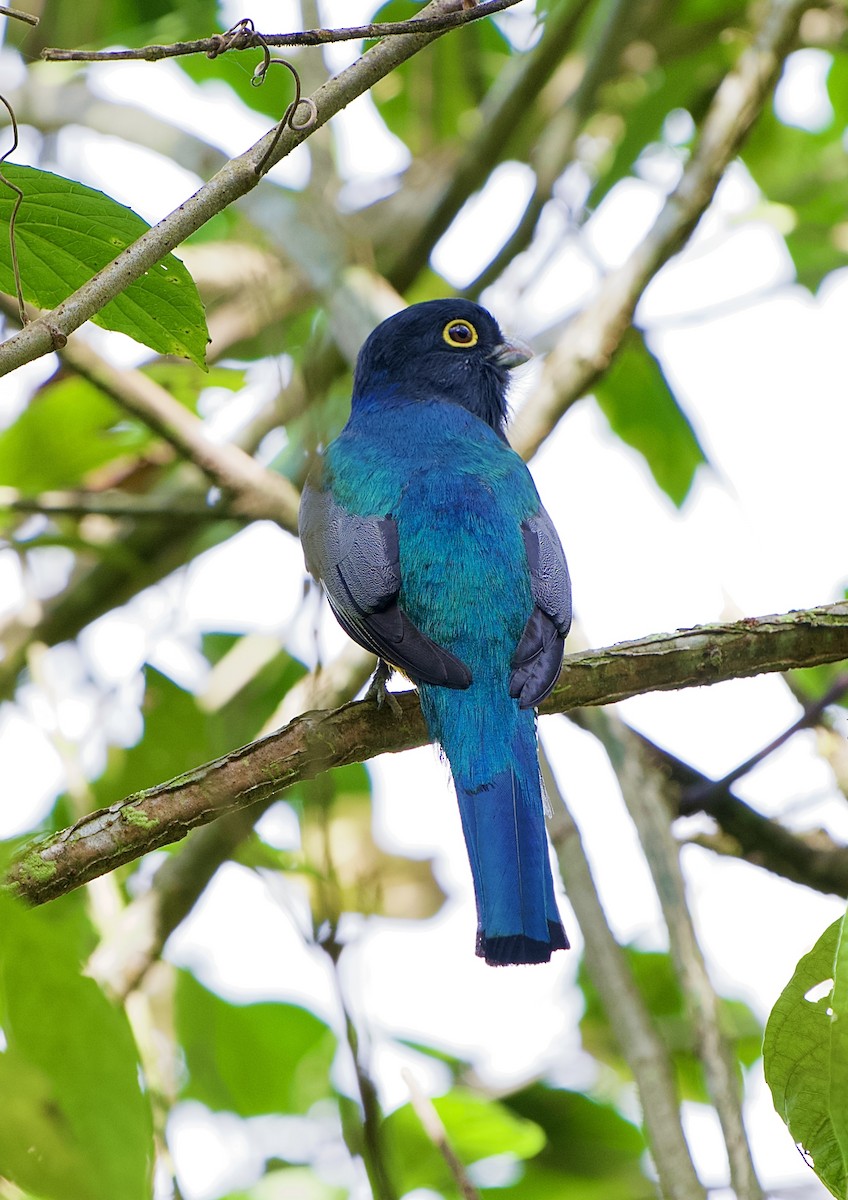 Gartered Violaceous Trogon - ML646480211