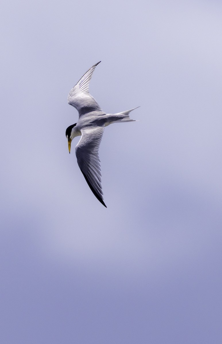 Least Tern - ML646480219