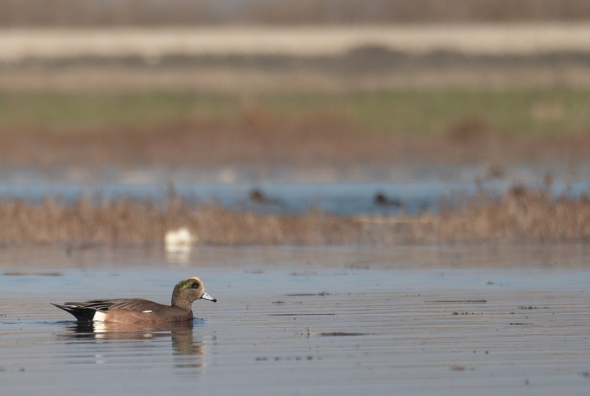American Wigeon - ML646480226