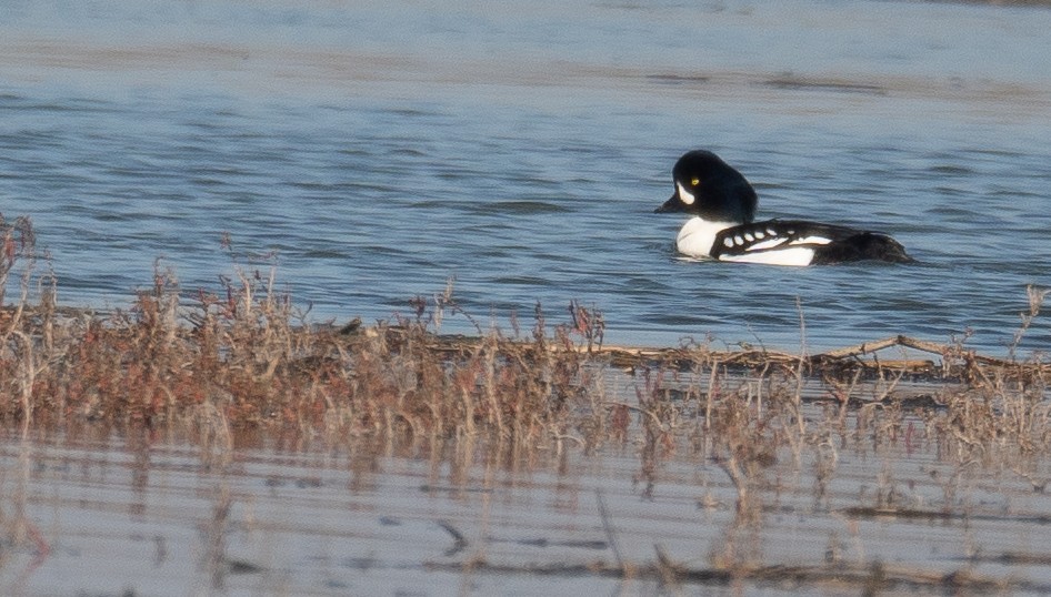 Barrow's Goldeneye - ML646480228
