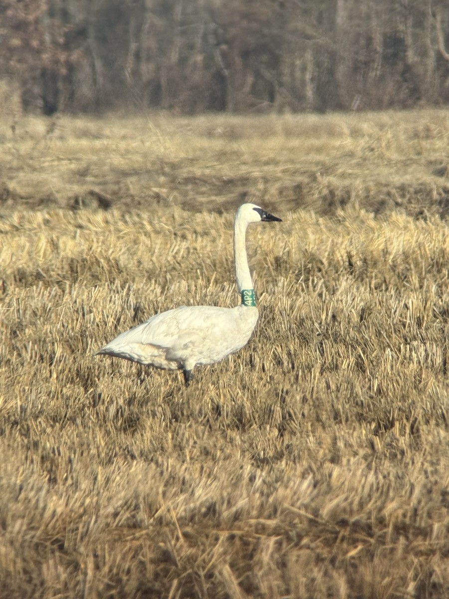 Trumpeter Swan - ML646480229