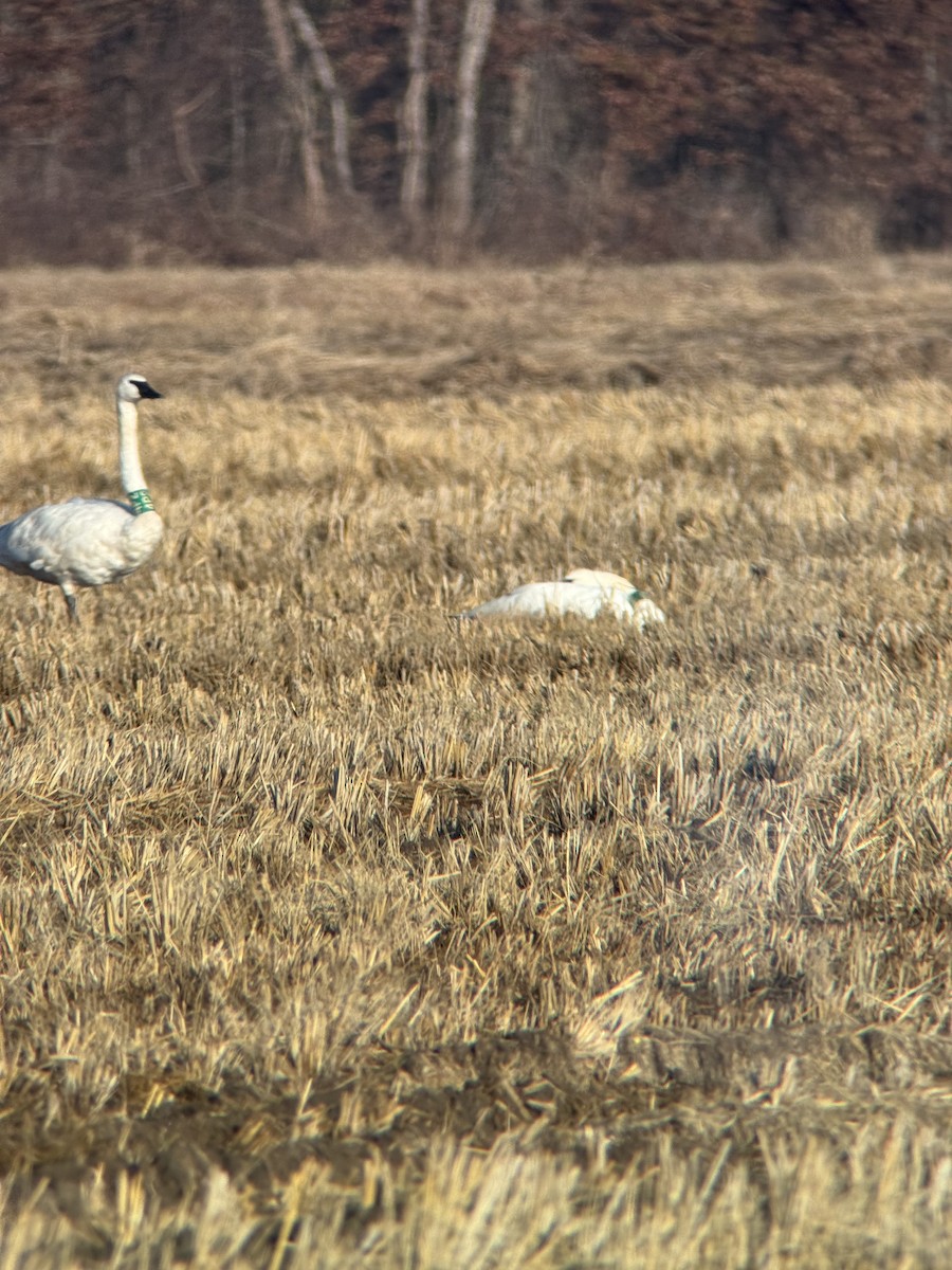 Trumpeter Swan - ML646480232