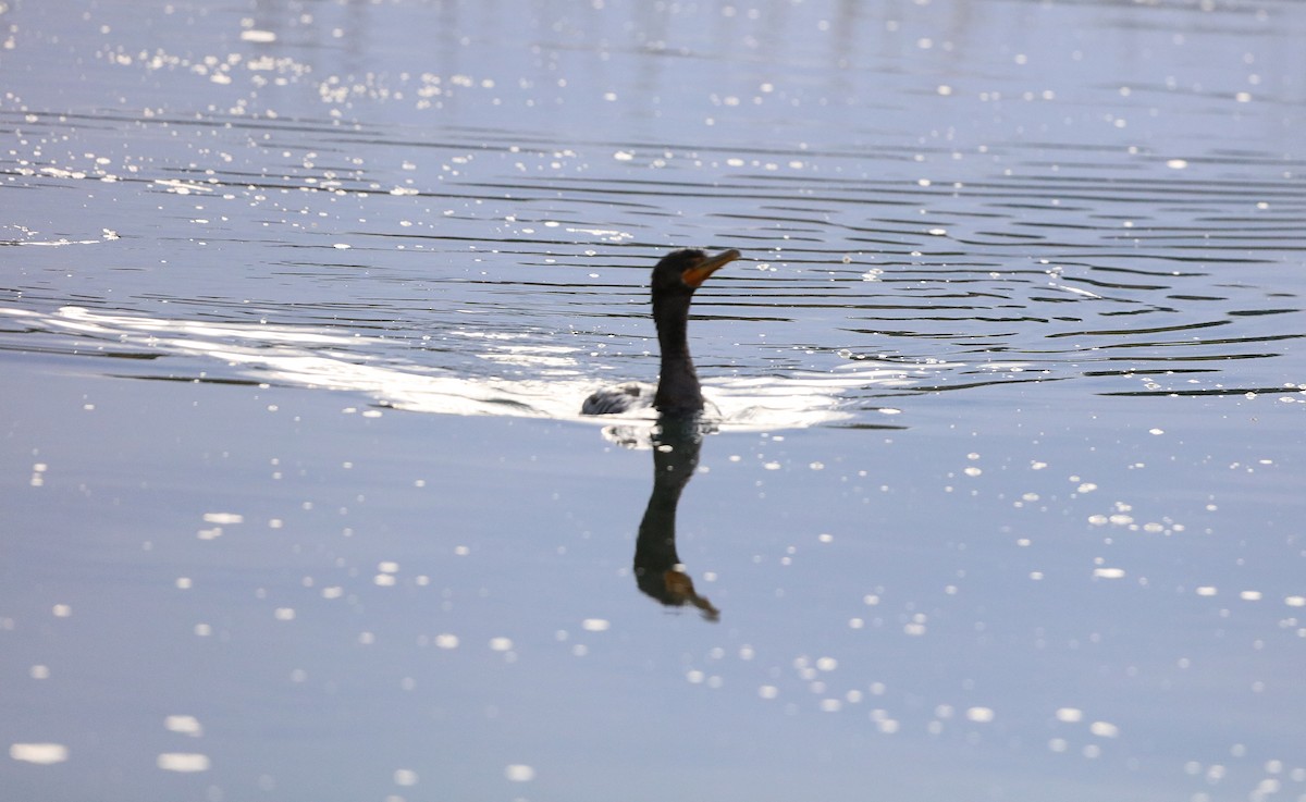 Double-crested Cormorant - ML646480234