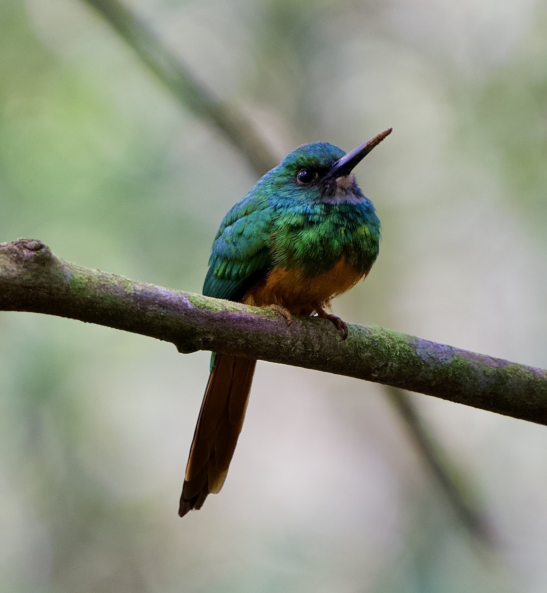 Rufous-tailed Jacamar - ML646480235