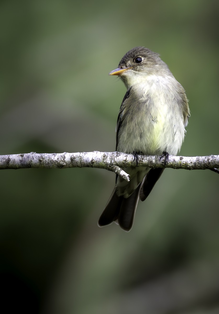 Eastern Wood-Pewee - ML646480236