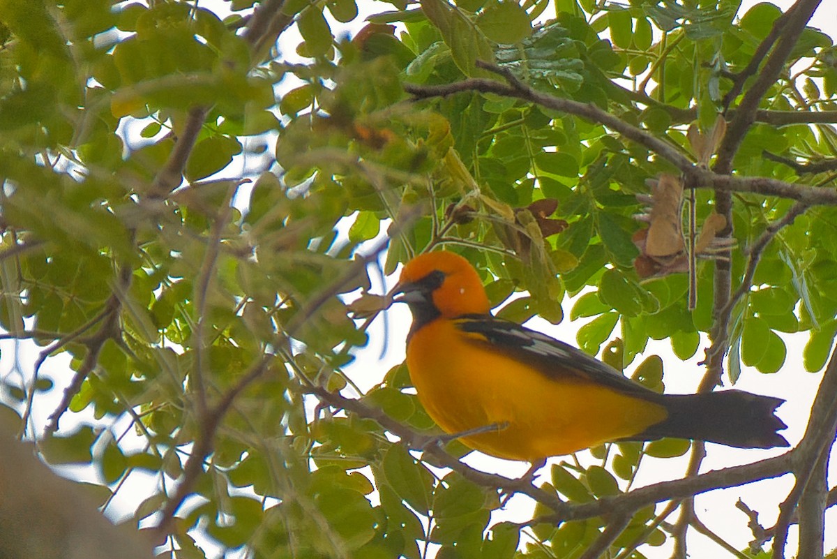 ズアカムクドリモドキ - ML646480239