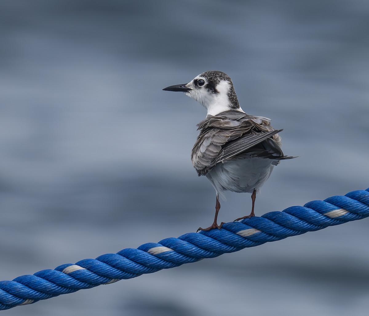 מירומית לבנת-כנף - ML646480242