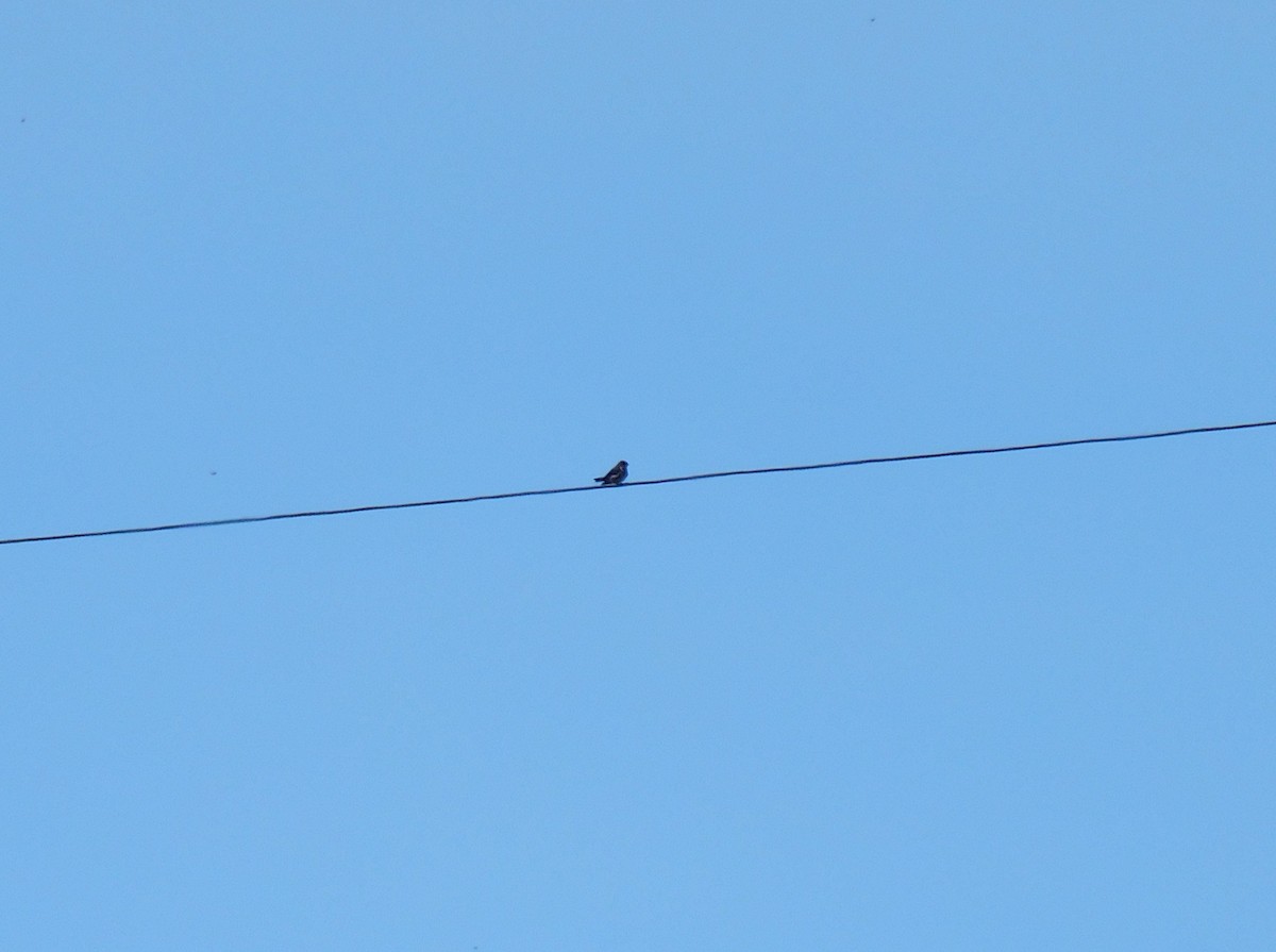 Violet-green Swallow - ML646480244