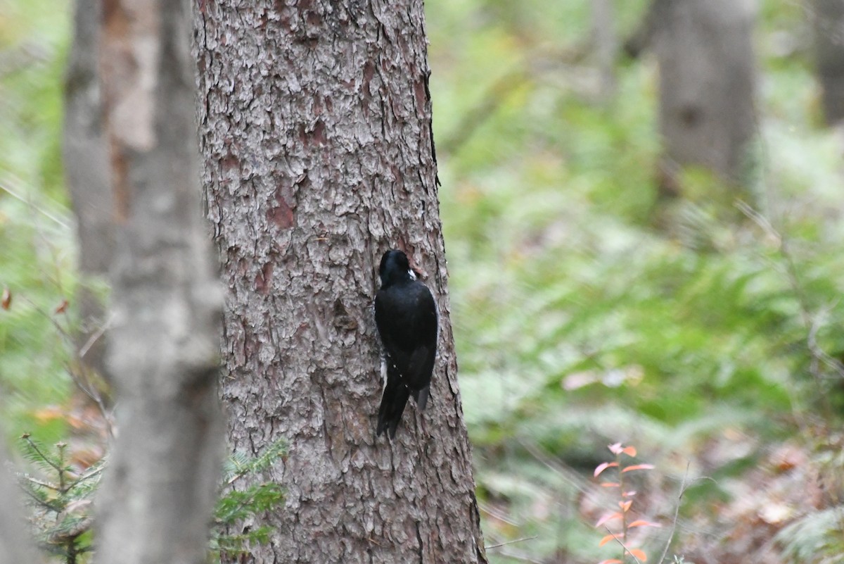 datlík černohřbetý - ML646480249