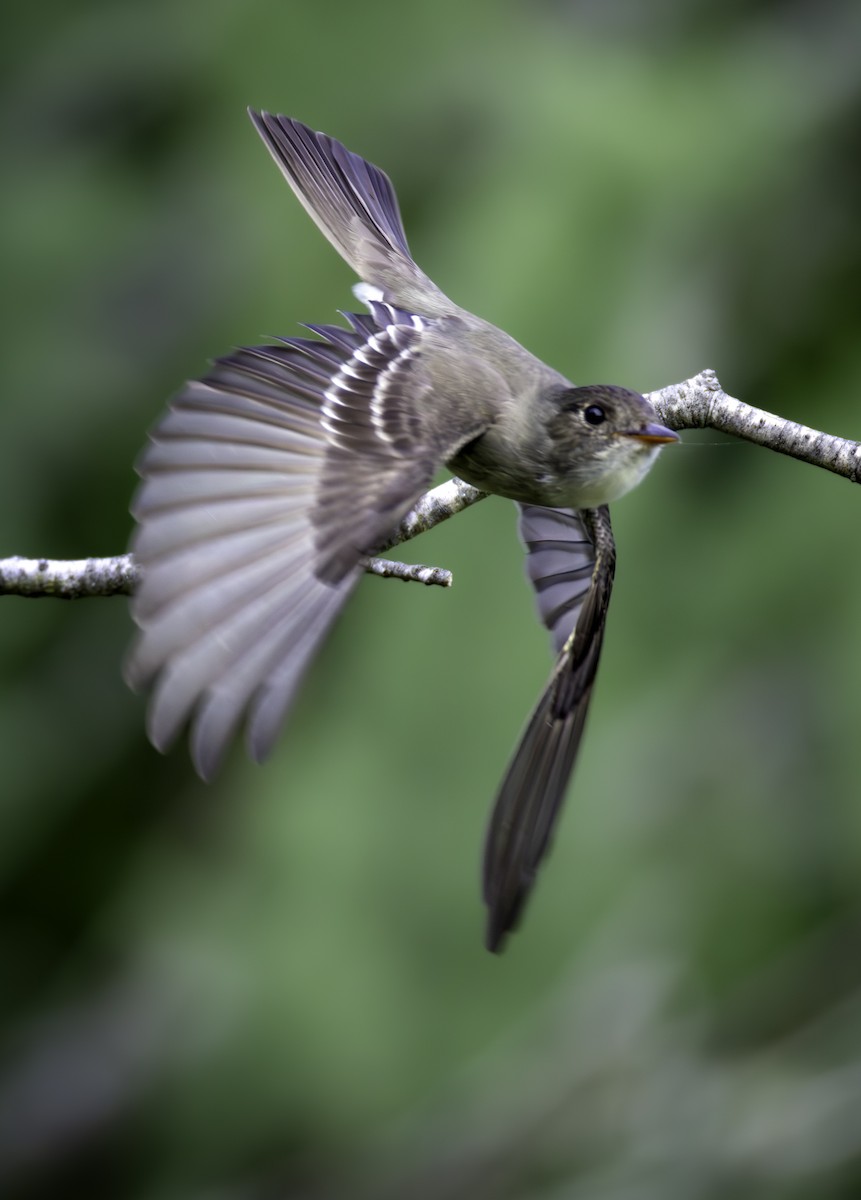 Eastern Wood-Pewee - ML646480250