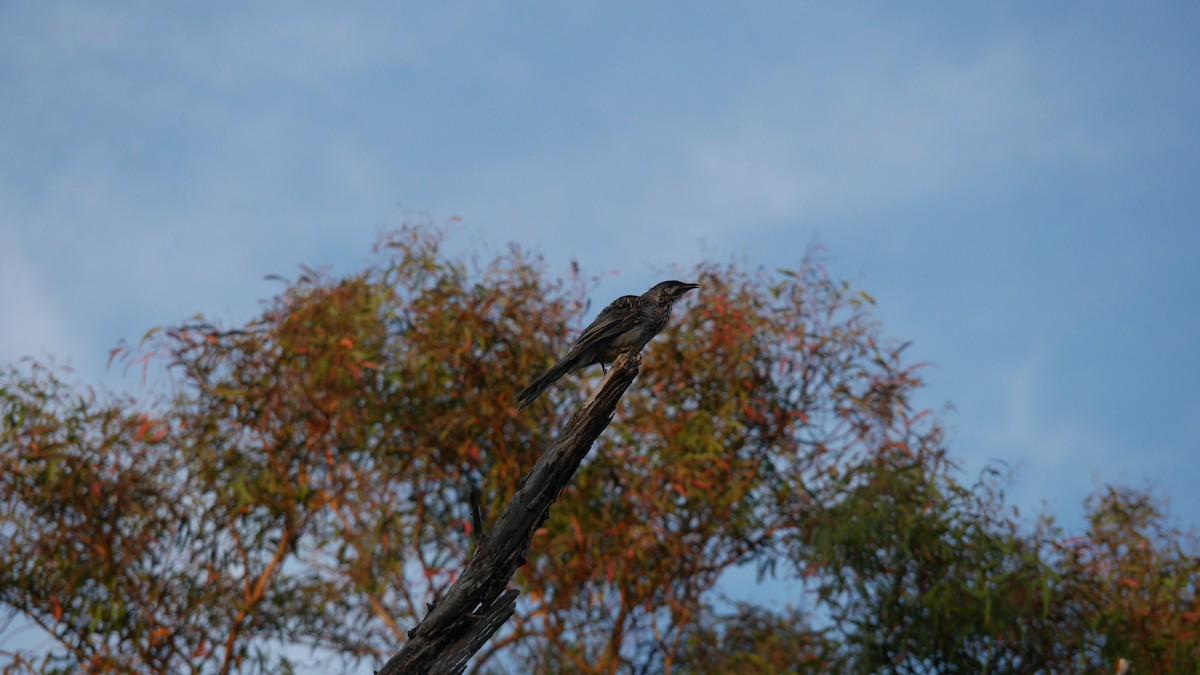 アカミミダレミツスイ - ML646480253