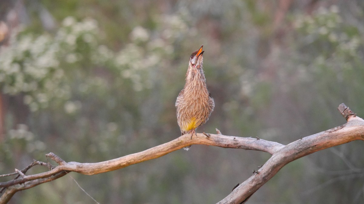 アカミミダレミツスイ - ML646480254