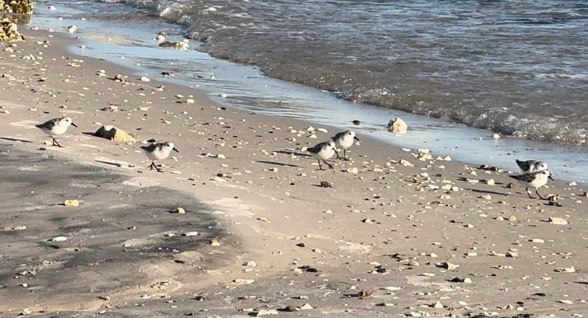 Correlimos Tridáctilo - ML646480255