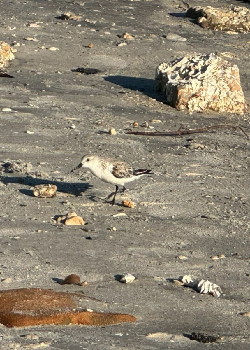 Correlimos Tridáctilo - ML646480256