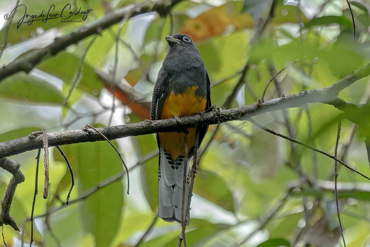 White-tailed Trogon - ML646480260