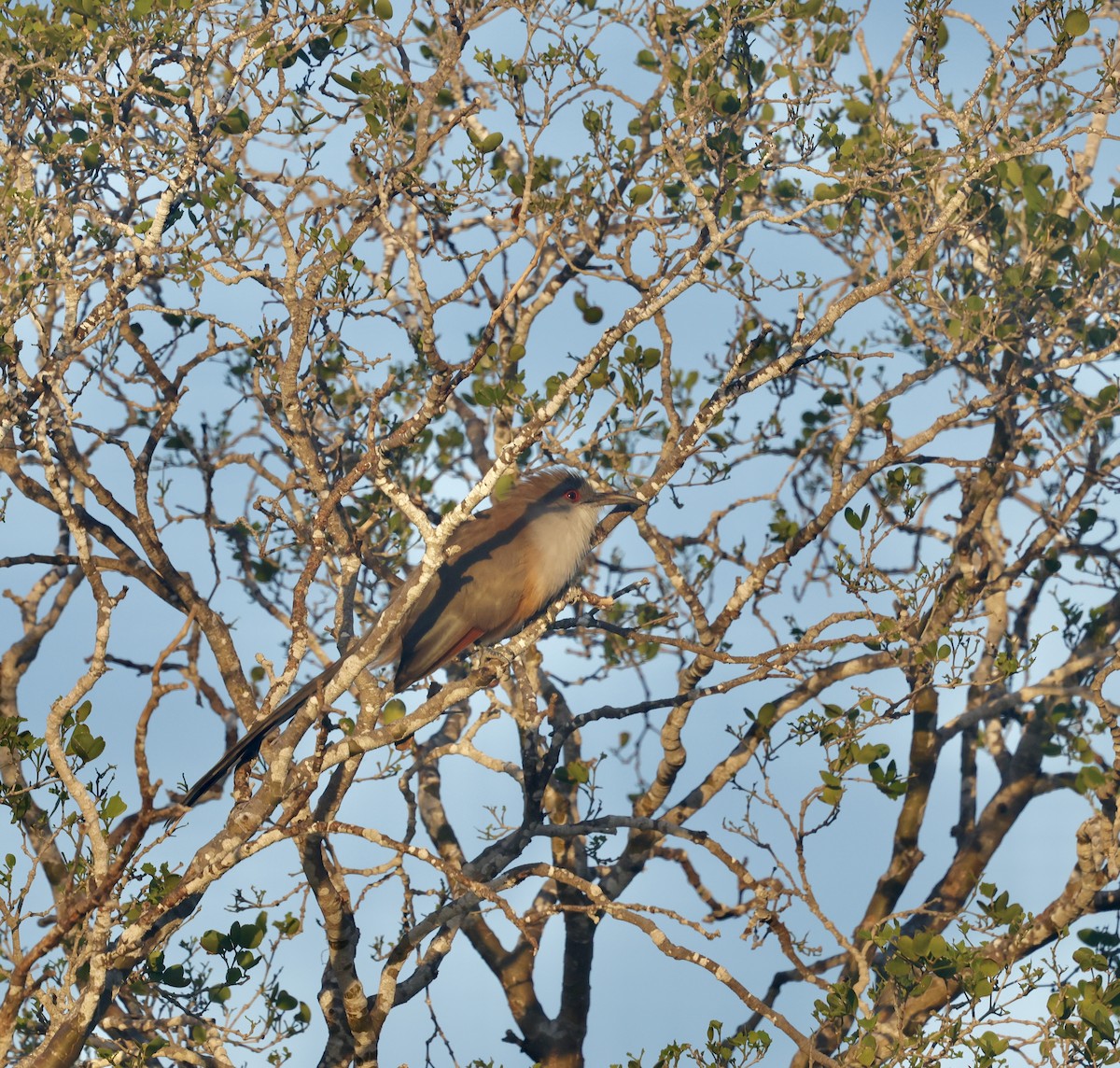 Great Lizard-Cuckoo - ML646480275