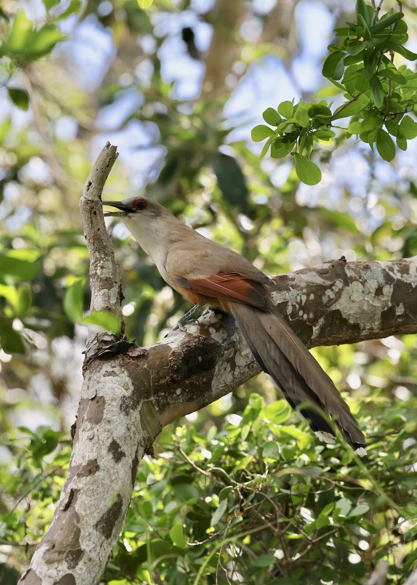Great Lizard-Cuckoo - ML646480276