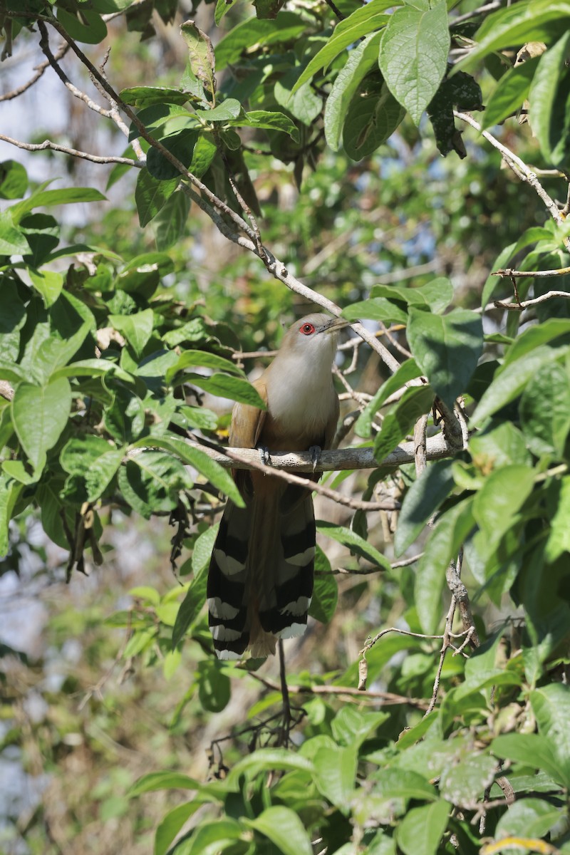 Great Lizard-Cuckoo - ML646480277