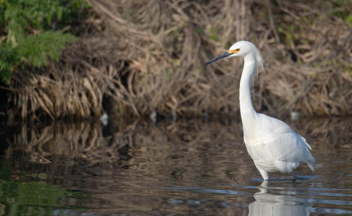 Snowy Egret - ML646480278