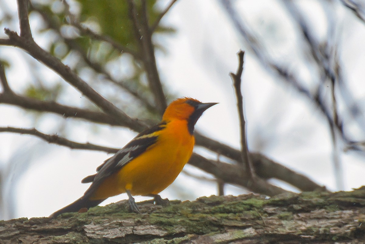 ズアカムクドリモドキ - ML646480279