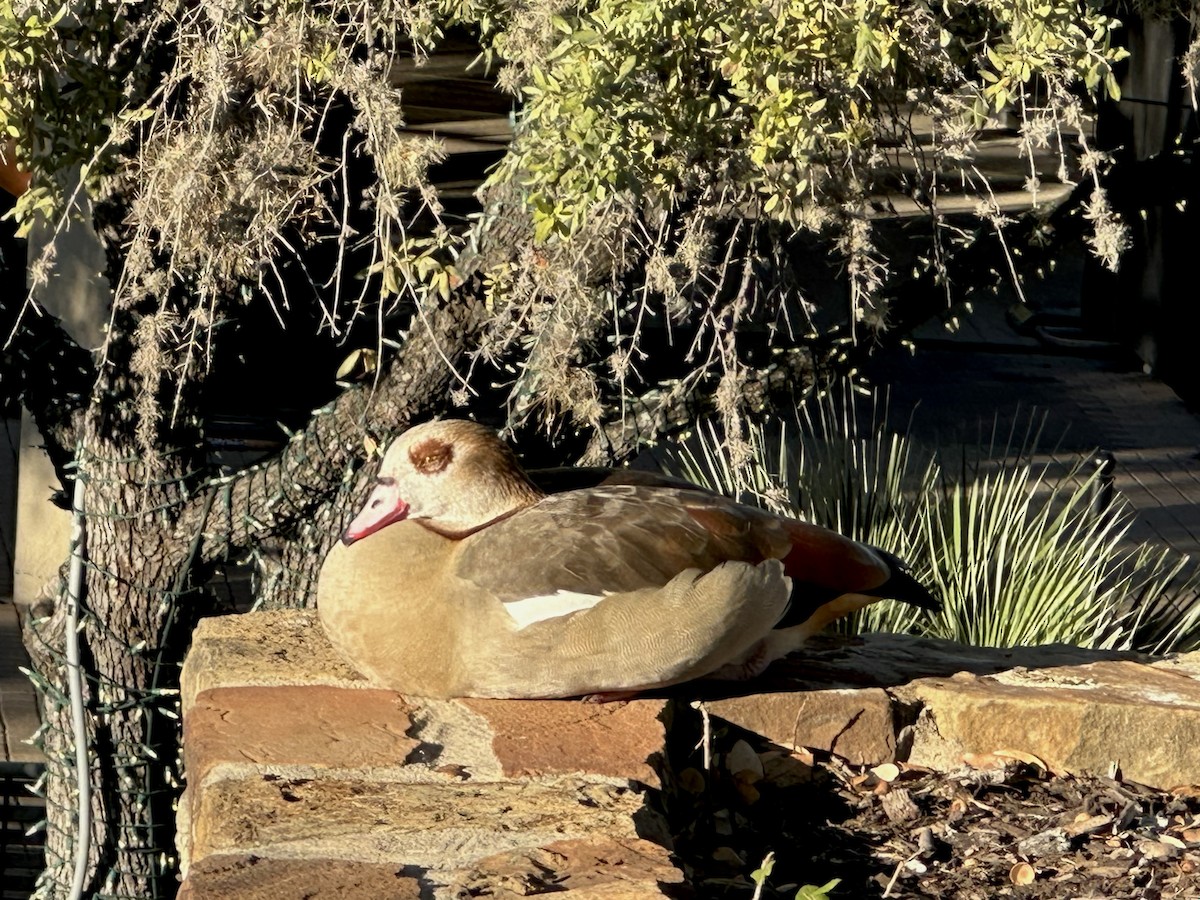 Egyptian Goose - ML646480280