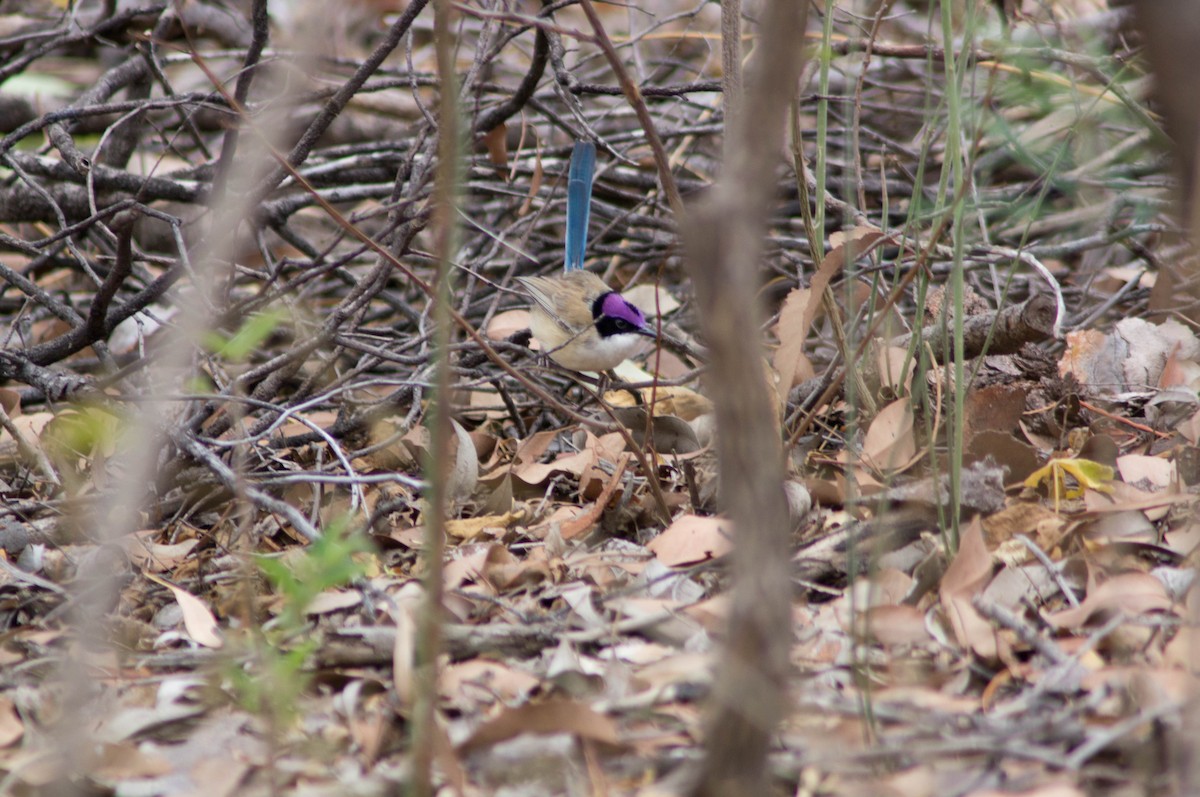 purpurkronealvesmett - ML646480283