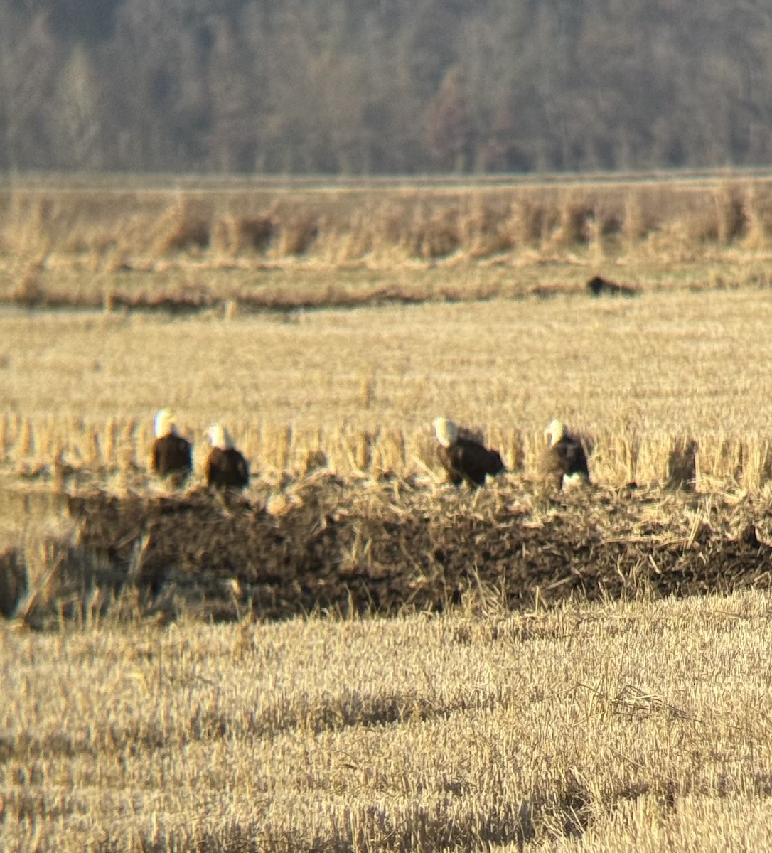 Bald Eagle - ML646480286