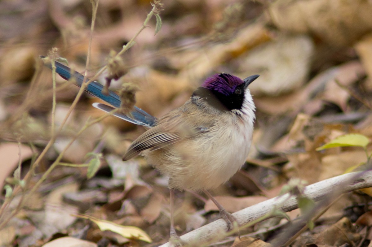 purpurkronealvesmett - ML646480287