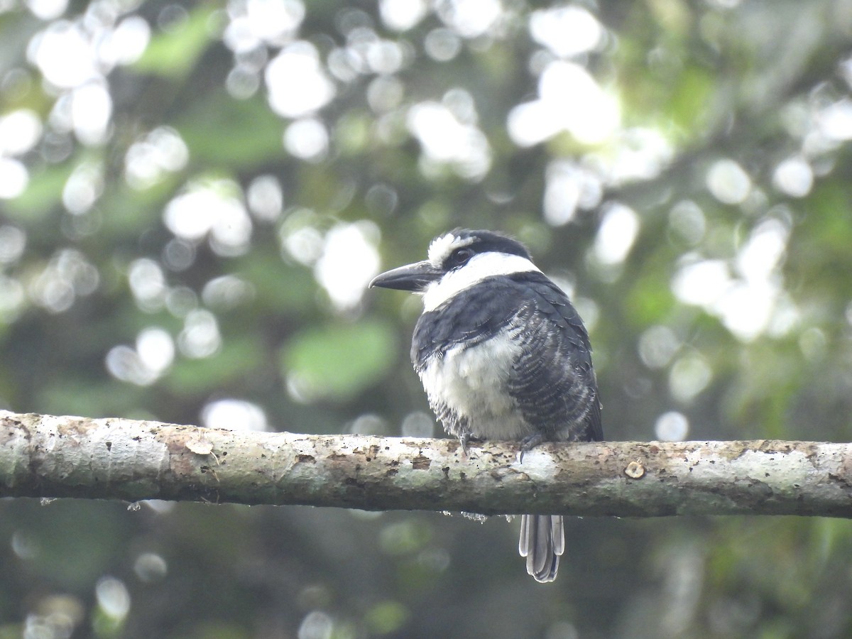 White-necked Puffbird - ML646480288