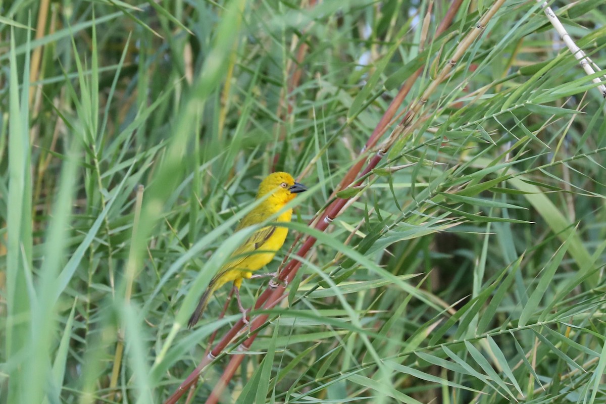 Holub's Golden-Weaver - ML646480296